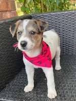 PORCHE, a female Miniature Australian Shepherd for sale in Mansfield, TX – 1 of 6