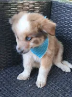 PIERRE, a male Alaskan Husky and Miniature Australian Shepherd for sale in Mansfield, TX – 8 of 10