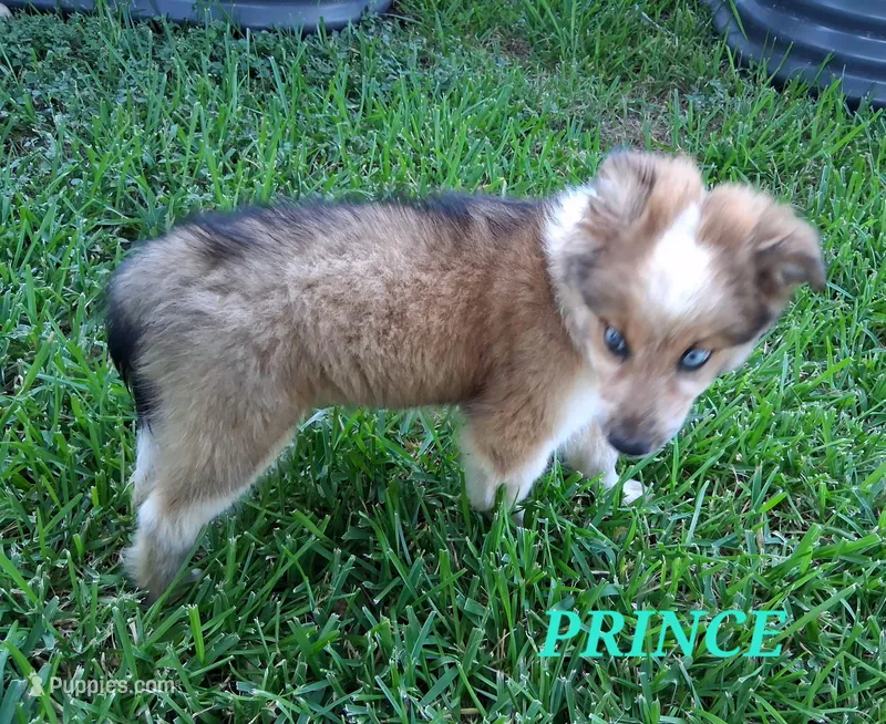 PRINCE – Alaskan Husky, Miniature Australian Shepherd puppy for sale in Mansfield, TX
