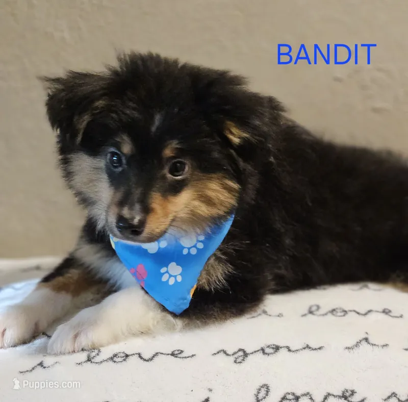 Lil Bandit – Toy Australian Shepherd puppy on hold in Mansfield, TX