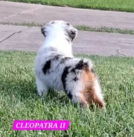 CLEOPATRA II, a female Miniature Australian Shepherd for sale in Mansfield, TX – 7 of 10