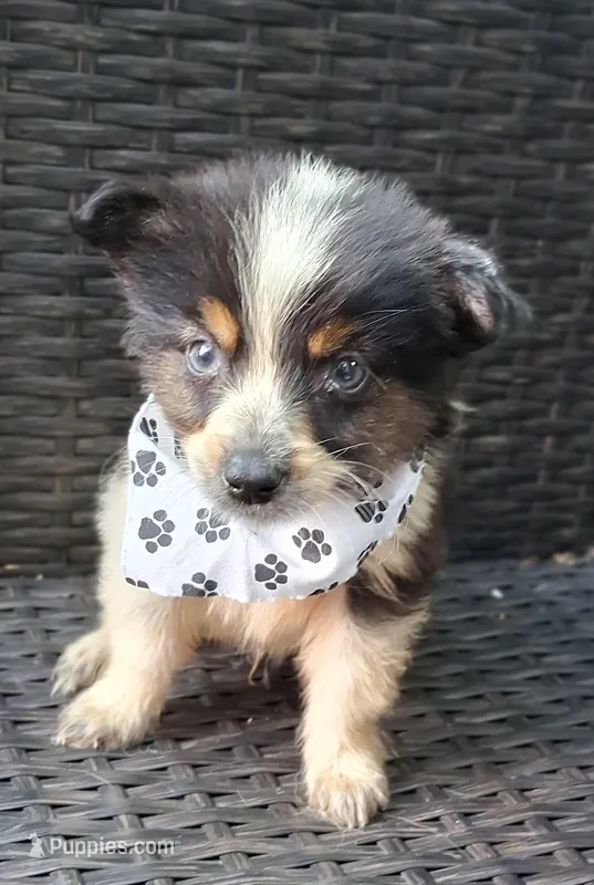 PICKLE  – Alaskan Husky, Toy Australian Shepherd puppy for sale in Mansfield, TX
