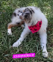 CLEOPATRA II, a female Miniature Australian Shepherd for sale in Mansfield, TX – 5 of 10