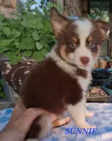 SUNNIE , a male Miniature Australian Shepherd for sale in Mansfield, TX – 2 of 6