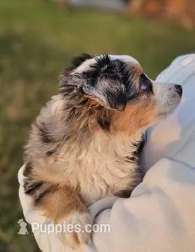 MR. BAGGENS, a male Toy Australian Shepherd for sale in Mansfield, TX – Photo 1 of 9