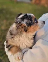 MR. BAGGENS, a male Toy Australian Shepherd for sale in Mansfield, TX – Photo 1 of 9