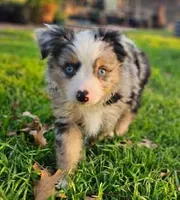 MR. BAGGENS, a male Toy Australian Shepherd for sale in Mansfield, TX – Photo 7 of 9