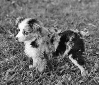 MR. BAGGENS, a male Toy Australian Shepherd for sale in Mansfield, TX – Photo 8 of 9