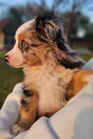 MR. BAGGENS, a male Toy Australian Shepherd for sale in Mansfield, TX – Photo 2 of 9