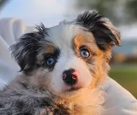 MR. BAGGENS, a male Toy Australian Shepherd for sale in Mansfield, TX – Photo 9 of 9