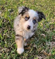 MR. BAGGENS, a male Toy Australian Shepherd for sale in Mansfield, TX – Photo 3 of 9