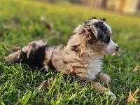 MR. BAGGENS, a male Toy Australian Shepherd for sale in Mansfield, TX – Photo 4 of 9