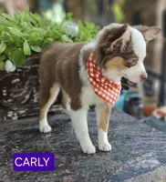 CARLEY, a female Toy Australian Shepherd for sale in Mansfield, TX – 10 of 10