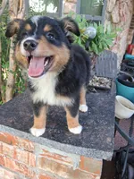 SAMMIE , a male Miniature Australian Shepherd for sale in Mansfield, TX – 8 of 8