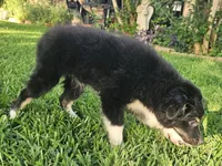 ARCHER , a male Miniature Australian Shepherd for sale in Mansfield, TX – 6 of 10