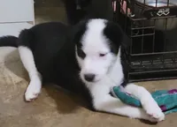 MILO, a male Alaskan Husky and Miniature Australian Shepherd for sale in Mansfield, TX – 9 of 9