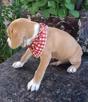 ATRAYU, a male Pug and Miniature Australian Shepherd for sale in Mansfield, TX – 5 of 7
