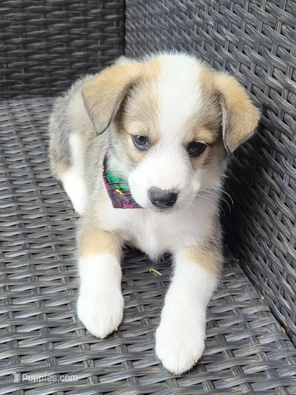 MEMPHIS – Siberian Husky, Miniature American Shepherd puppy for sale in Mansfield, TX