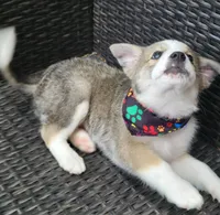 MEMPHIS, a male Siberian Husky and Miniature American Shepherd for sale in Mansfield, TX – Photo 4 of 10