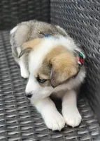 MEMPHIS, a male Siberian Husky and Miniature American Shepherd for sale in Mansfield, TX – Photo 5 of 10