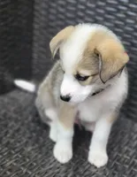 MEMPHIS, a male Siberian Husky and Miniature American Shepherd for sale in Mansfield, TX – Photo 2 of 10