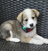 MEMPHIS, a male Siberian Husky and Miniature American Shepherd for sale in Mansfield, TX – Photo 10 of 10