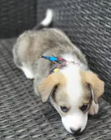 MEMPHIS, a male Siberian Husky and Miniature American Shepherd for sale in Mansfield, TX – Photo 7 of 10