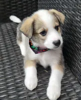 MEMPHIS, a male Siberian Husky and Miniature American Shepherd for sale in Mansfield, TX – Photo 8 of 10