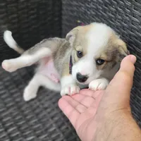 MEMPHIS, a male Siberian Husky and Miniature American Shepherd for sale in Mansfield, TX – Photo 3 of 10