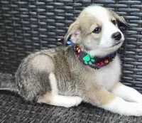 MEMPHIS, a male Siberian Husky and Miniature American Shepherd for sale in Mansfield, TX – Photo 9 of 10