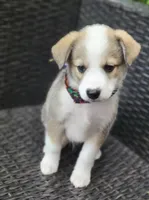 MEMPHIS, a male Siberian Husky and Miniature American Shepherd for sale in Mansfield, TX – Photo 6 of 10
