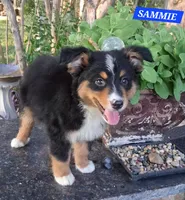 SAMMIE , a male Miniature Australian Shepherd for sale in Mansfield, TX – 2 of 8
