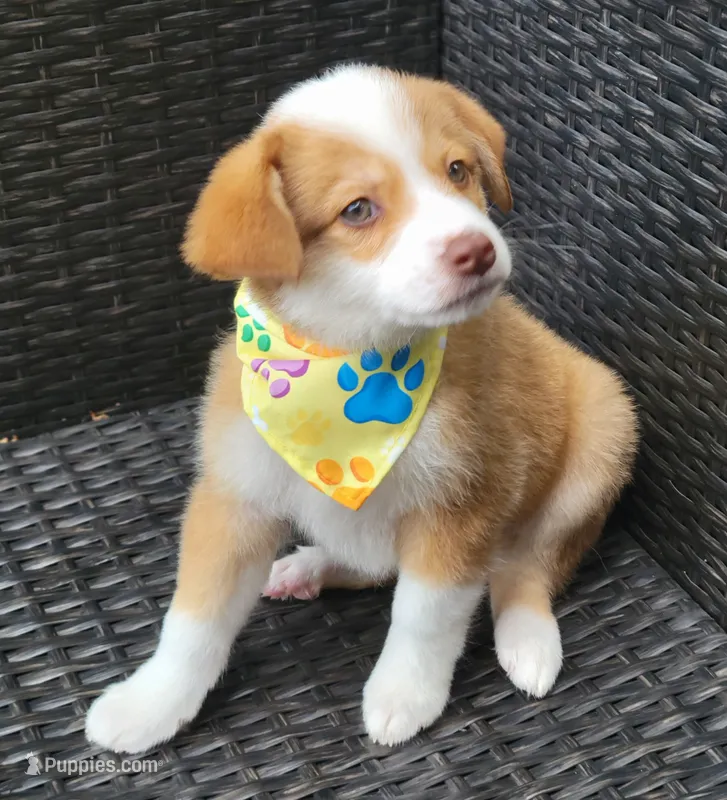 MITCHELL – Miniature Australian Shepherd puppy for sale in Mansfield, TX