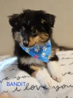 Lil Bandit, a male Toy Australian Shepherd for sale in Mansfield, TX – 2 of 5