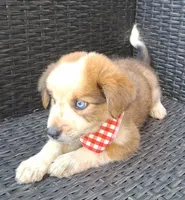 PRINCE, a male Alaskan Husky and Miniature Australian Shepherd for sale in Mansfield, TX – 5 of 5