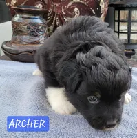 ARCHER , a male Miniature Australian Shepherd for sale in Mansfield, TX – Photo 6 of 6