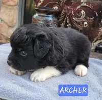 ARCHER , a male Miniature Australian Shepherd for sale in Mansfield, TX – Photo 2 of 6