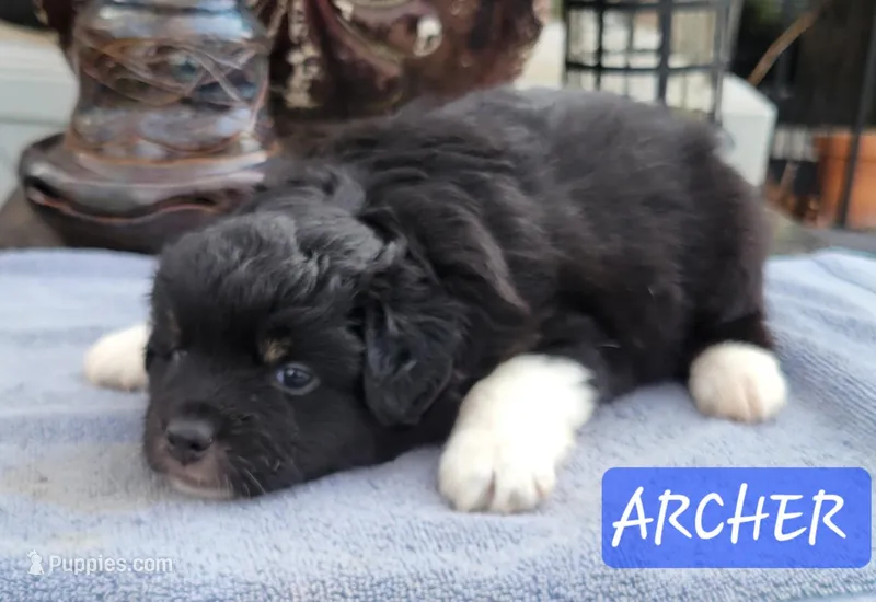 ARCHER  – Miniature Australian Shepherd puppy for sale in Mansfield, TX