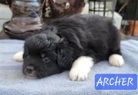 ARCHER , a male Miniature Australian Shepherd for sale in Mansfield, TX – Photo 1 of 6