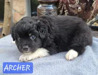 ARCHER , a male Miniature Australian Shepherd for sale in Mansfield, TX – Photo 5 of 6
