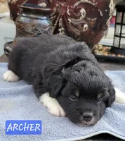 ARCHER , a male Miniature Australian Shepherd for sale in Mansfield, TX – Photo 3 of 6