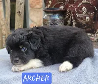 ARCHER , a male Miniature Australian Shepherd for sale in Mansfield, TX – Photo 4 of 6