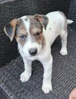 PORCHE, a female Miniature Australian Shepherd for sale in Mansfield, TX – 2 of 6