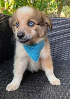 PIERRE, a male Alaskan Husky and Miniature Australian Shepherd for sale in Mansfield, TX – 5 of 10