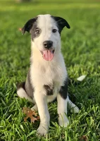 MILO, a male Alaskan Husky and Miniature Australian Shepherd for sale in Mansfield, TX – 3 of 9