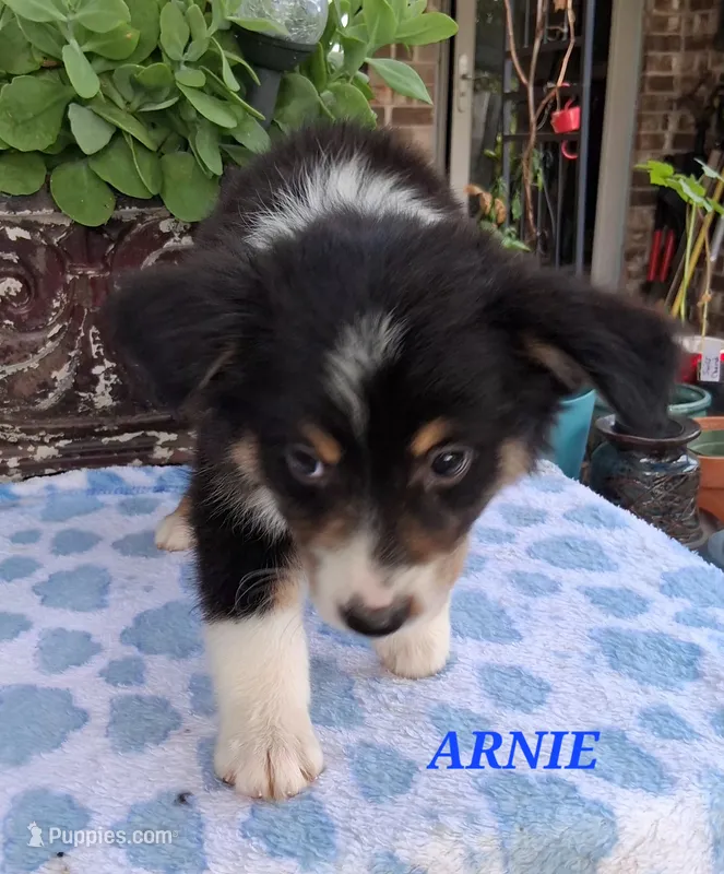 ARNIE  – Miniature Australian Shepherd puppy for sale in Mansfield, TX