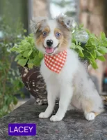 LACEY , a female Toy Australian Shepherd for sale in Mansfield, TX – 5 of 8