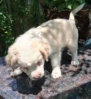 Goldie  (childlike empress), a female Pug and Miniature Australian Shepherd for sale in Mansfield, TX – 6 of 6