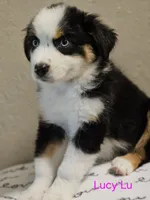 LUCY LU, a female Miniature Australian Shepherd for sale in Mansfield, TX – 3 of 7