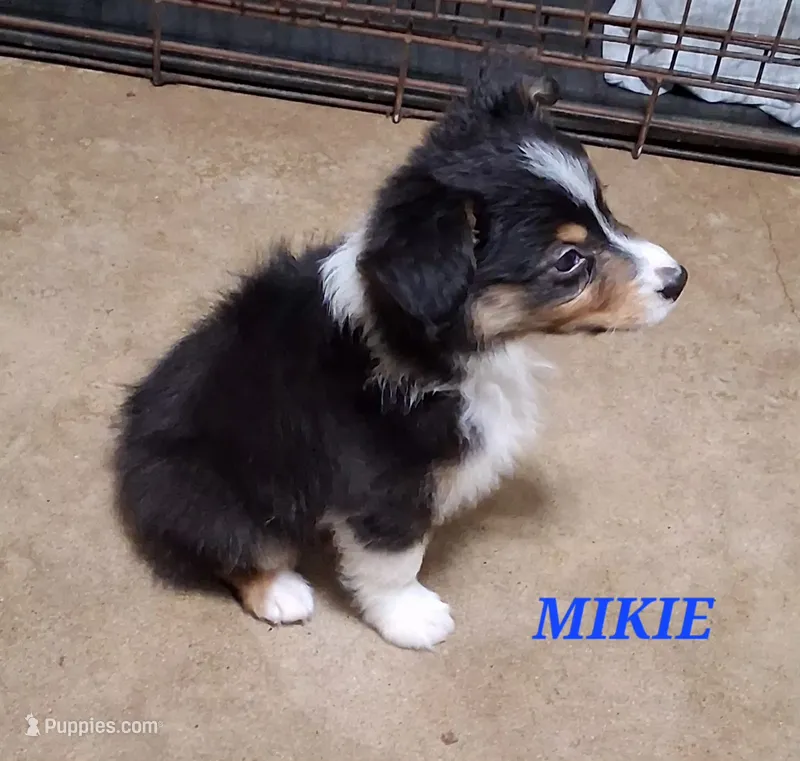 MIKEY  – Toy Australian Shepherd puppy for sale in Mansfield, TX